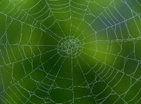 TELARAÑA
